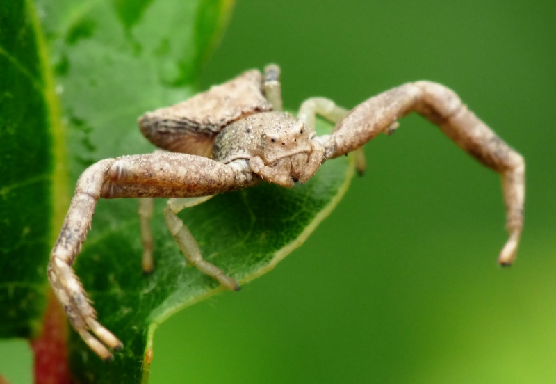 Pistius truncatus